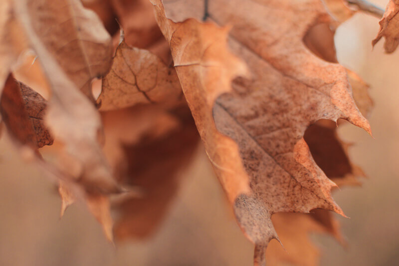 free high quality photos - FREE 10 High Quality Photos Preview 09